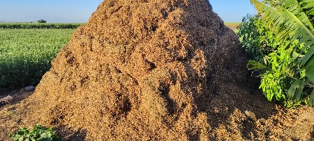 12 વિઘા નો ચારો વેચવાનો છે