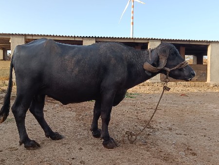 ખડેલી વેસવાની છે