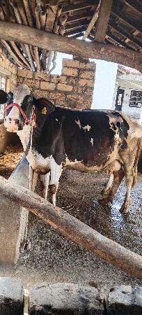 જર્સી ગાય વેચવાની છે