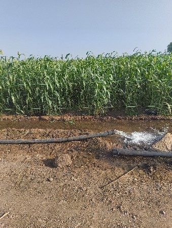 leeli juvar vechvanu chhe