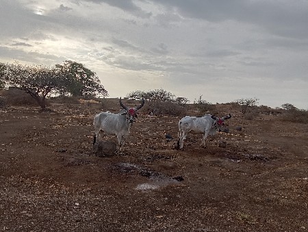બળદ વેચવાના છે