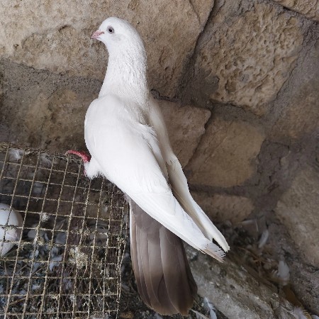 થંબનેલ 3