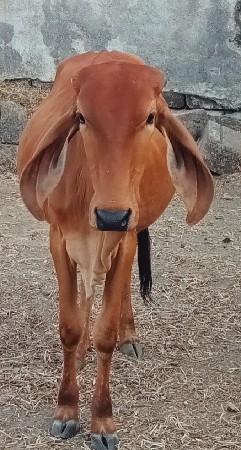 વાંસળી વેચવાની છે