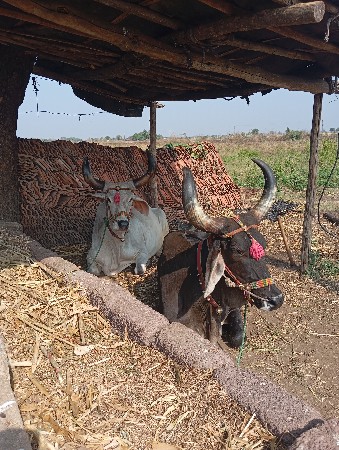 थंबनेल 2