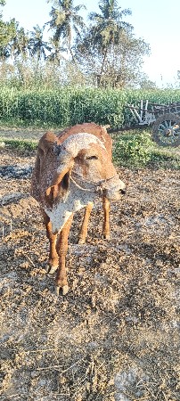 थंबनेल 2