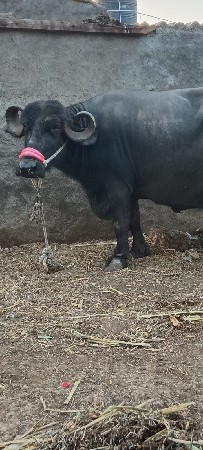 थंबनेल 3