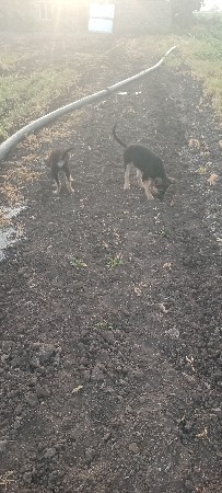 જર્મન શેફર્ડ બચ્ચા