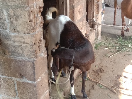 bakara vechavana che