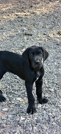 ગ્રેટ ડેન બ્લેક ફિમેલ પપ્પી