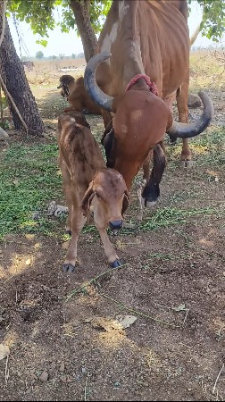 ગાય વેચવાની છે