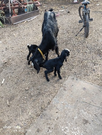 થંબનેલ 3