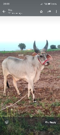 આના જેવો હોય તો ફોટાઓ વીડિયો મોકલો