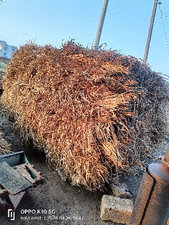 જુવારની નીરણ