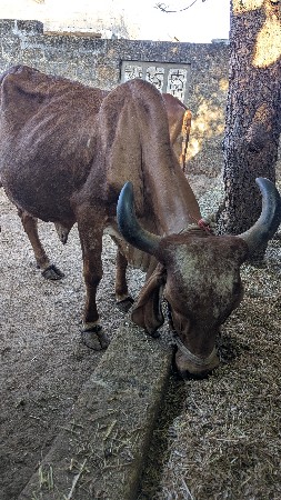 ગાય વેચવાની છે