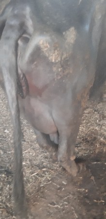 bhesh vachavane che 3 3 dudh k