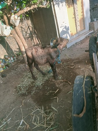 थंबनेल 3