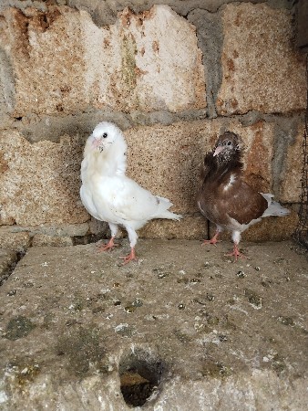 કબૂતર વેચવાના છે