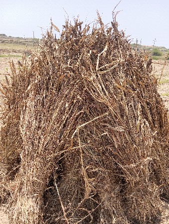 નીણ વેચવાની છે