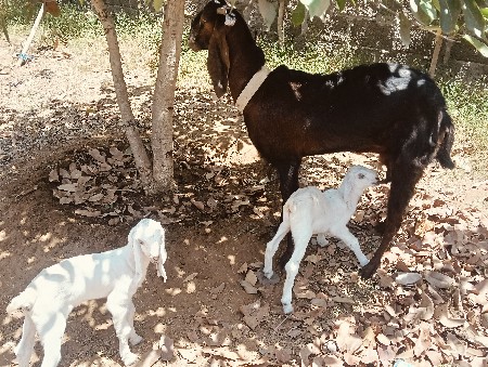 વેચવાના