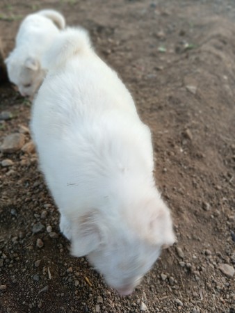 કુતરા વેચવાના છે.