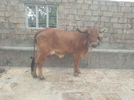 थंबनेल 3