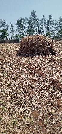 સુકી જુવાર ની નિણ‌ વેચવાની છે