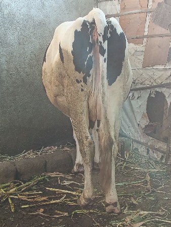 જર્સી ગાય વેચવાની છે