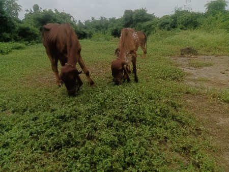 थंबनेल 2