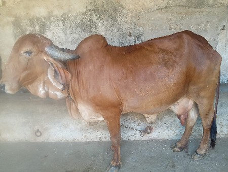 ગીર ગાય