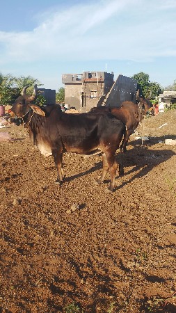 વેચવાના છે