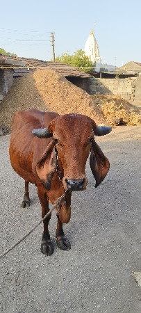 2વેતર ગીર ગાય