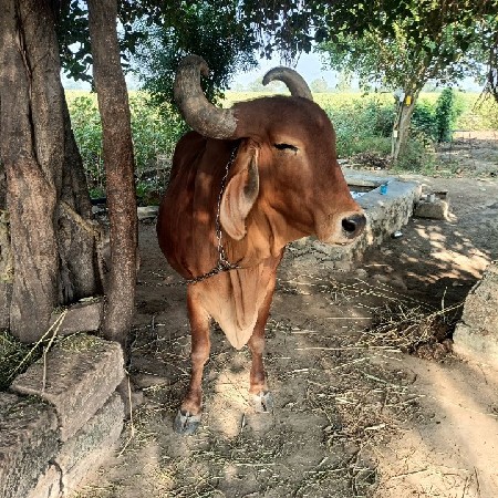 ગાય  8 મહિના થિયા હે