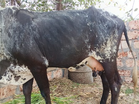 थंबनेल 2