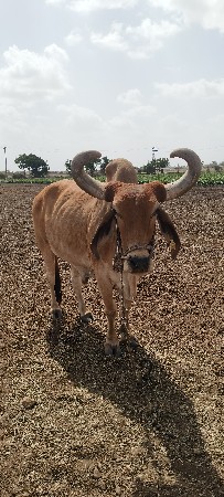 બળદ વેચવાનો છે