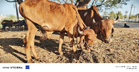 આવાસડા વેચવાના છે