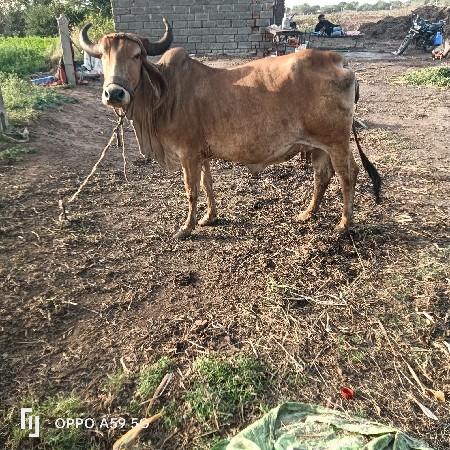 ગાય વેચવાની છે