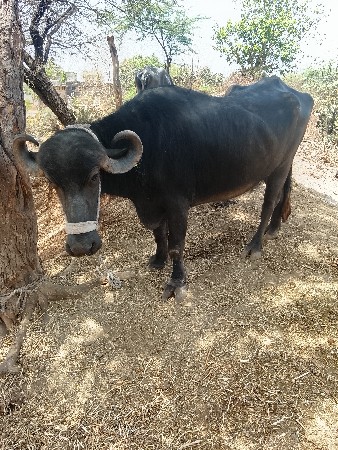 थंबनेल 2