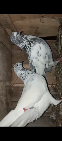 થંબનેલ 2