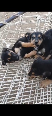 ડોબરમેન