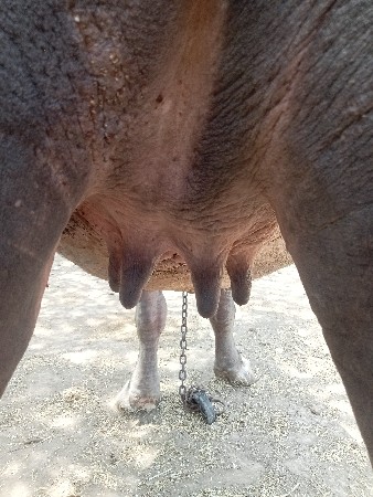 ભેંસ વેચવાની છે