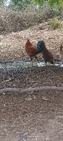 દેશી મુરઘા વેચવાના છે