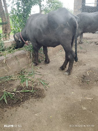 थंबनेल 3