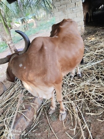 ગાય વેચવાની છે