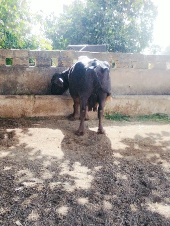 थंबनेल 3