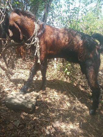 બકરો વેચવાનો છે
