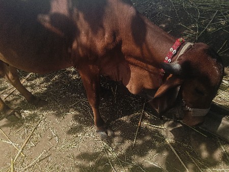 એક મહિનાની કાશી છે