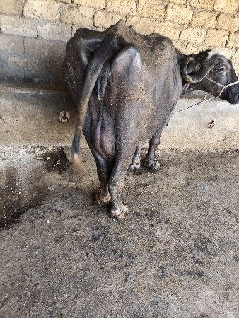 થંબનેલ 5