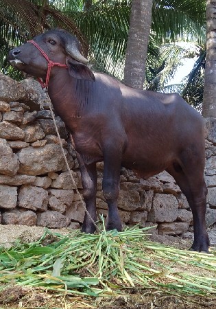 પાડો વેચવાનો છે