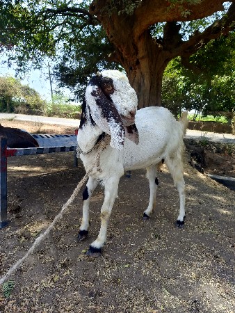 અંખડ પાઠ છે સફેદ રાજેસ્થાની