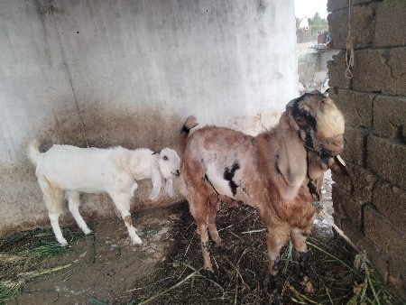 2 બકરા વેચવાના છે